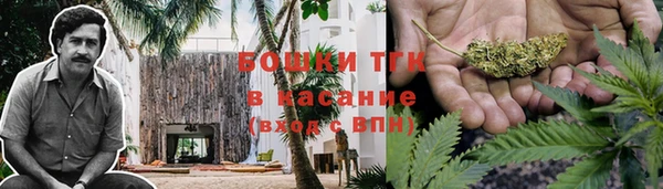 прущие грибы Осинники