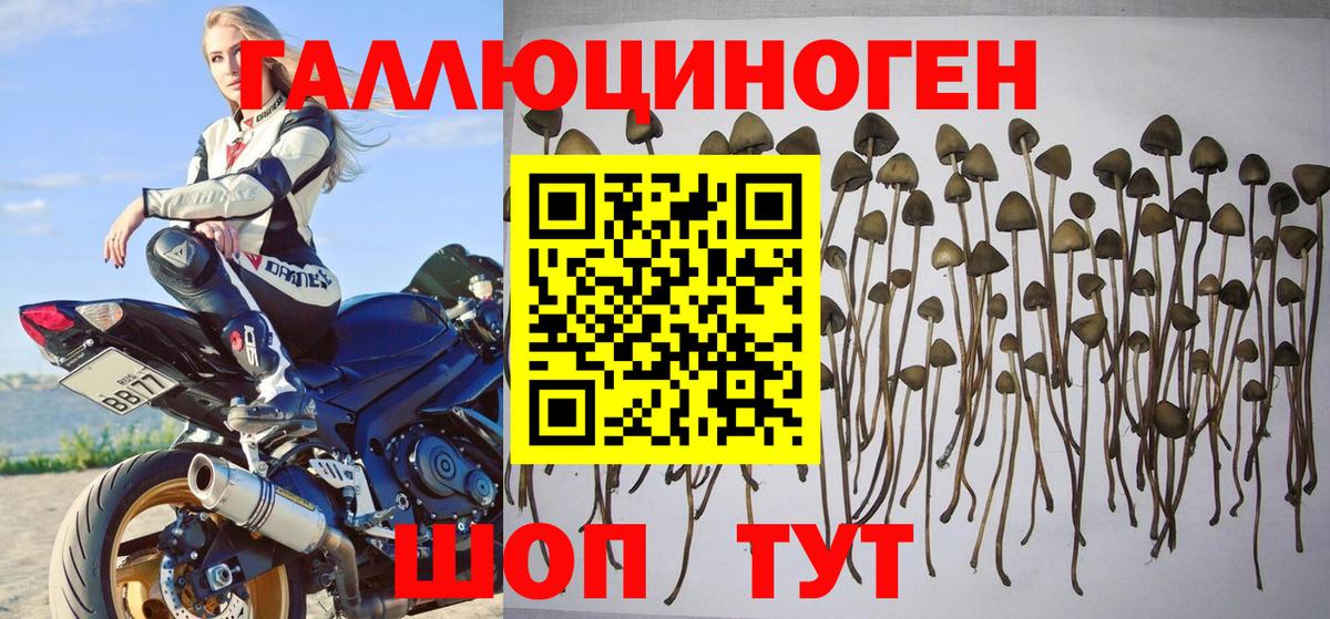 Галлюциногенные грибы MAGIC MUSHROOMS  хочу наркоту  Ногинск  Вход с VPN 
